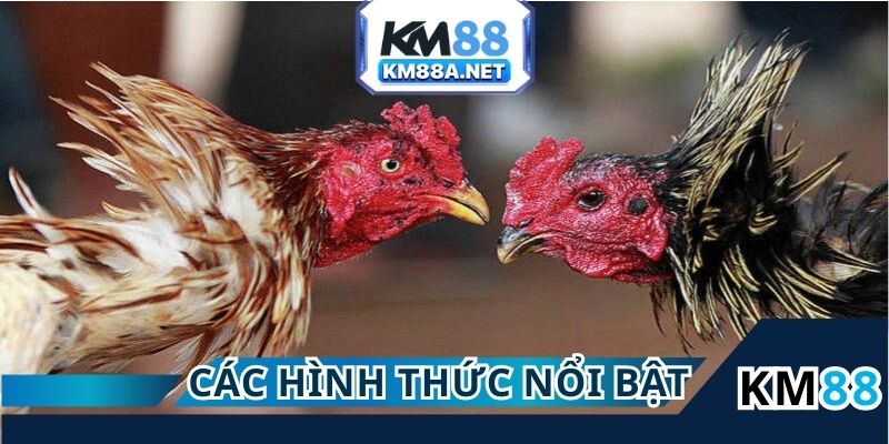 Các hình thức đá gà KM88 nổi bật hiện nay