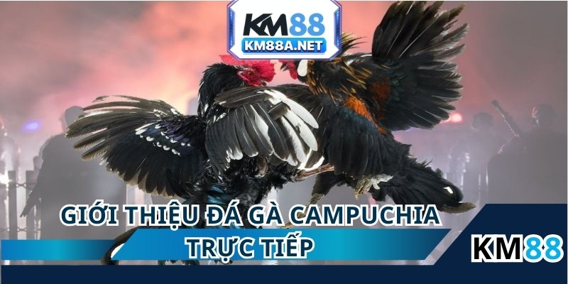 Đá gà campuchia trực tiếp là bộ môn giải trí cực hấp dẫn