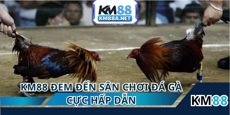 Đá gà campuchia trực tiếp với tỷ lệ thưởng khủng