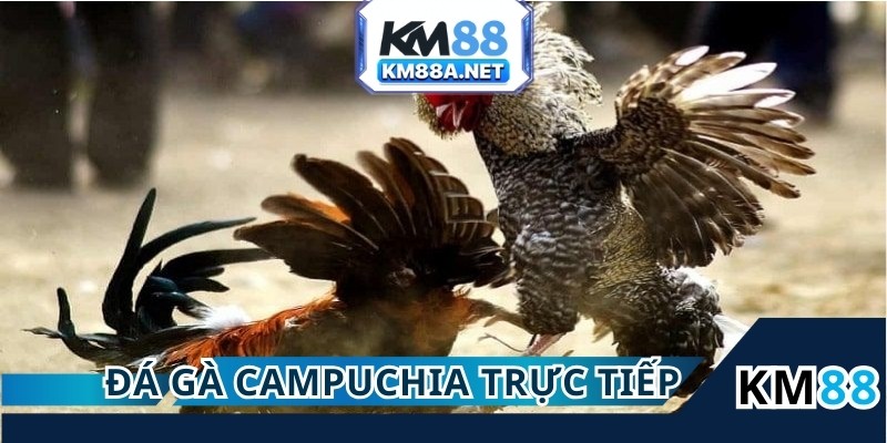 Đá Gà Campuchia Trực Tiếp KM88 Siêu Hấp Dẫn, Dễ Thắng