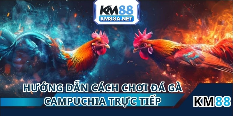 Nắm rõ cách chơi đá gà campuchia trực tiếp km88
