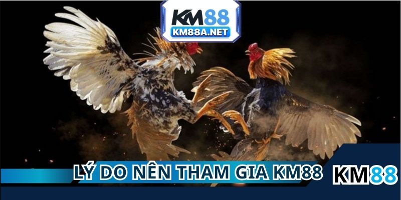 Những lý do nên chọn KM88 để tham gia game đá gà